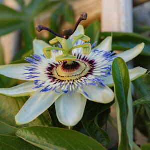PASSIFLORA - 6366
