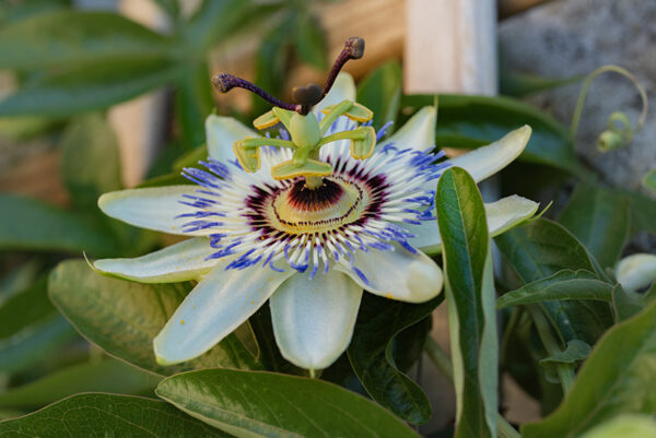 PASSIFLORA - 6366
