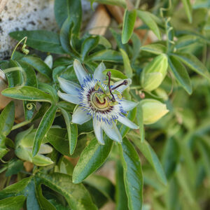 PASSIFLORA - 6345