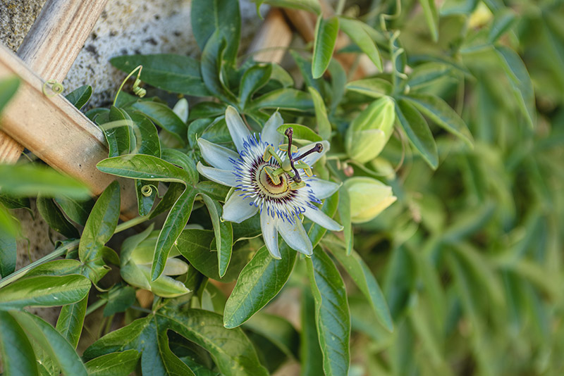 PASSIFLORA - 6345 - immagine 1