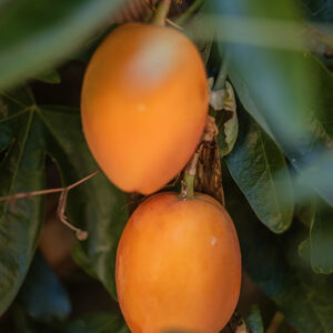 PASSIFLORA - FRUTTO - 6364
