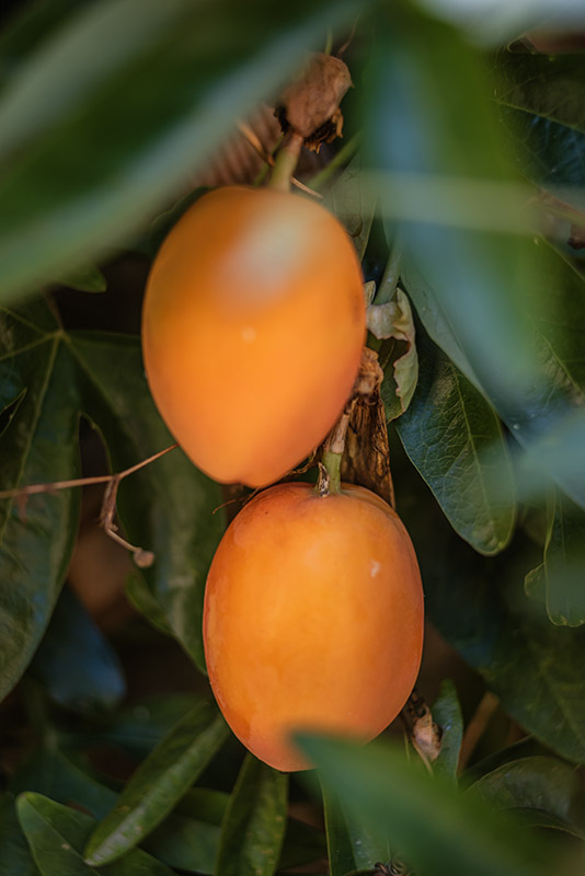 PASSIFLORA - FRUTTO - 6364