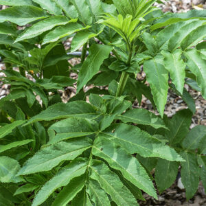 SAMBUCUS EBULUS, ADOXACEAE - 0602