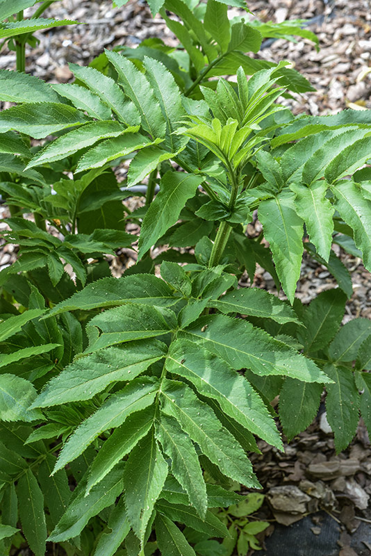 SAMBUCUS EBULUS, ADOXACEAE - 0602