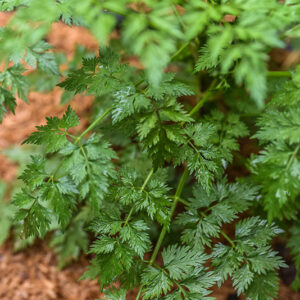 CARUM CARVI, CUMINO DEI PRATI, APIACEAE - 1068