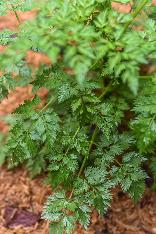 CARUM CARVI, CUMINO DEI PRATI, APIACEAE - 1068