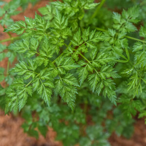 CARUM CARVI, CUMINO DEI PRATI, APIACEAE - 1069