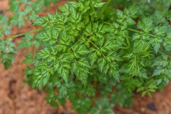 CARUM CARVI, CUMINO DEI PRATI, APIACEAE - 1069