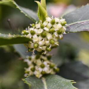 ILEX CASTANEIFOLIA, AQUIFOLIACEAE, AGRIFOGLIO A FOGLIE DI CASTAGNO - 0376