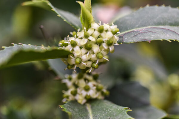 ILEX CASTANEIFOLIA, AQUIFOLIACEAE, AGRIFOGLIO A FOGLIE DI CASTAGNO - 0376