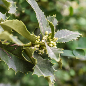 ILEX CASTANEIFOLIA, AQUIFOLIACEAE, AGRIFOGLIO A FOGLIE DI CASTAGNO - 0377
