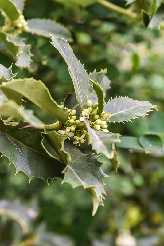ILEX CASTANEIFOLIA, AQUIFOLIACEAE, AGRIFOGLIO A FOGLIE DI CASTAGNO - 0377