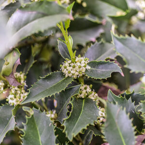 ILEX CASTANEIFOLIA, AQUIFOLIACEAE, AGRIFOGLIO A FOGLIE DI CASTAGNO - 0380