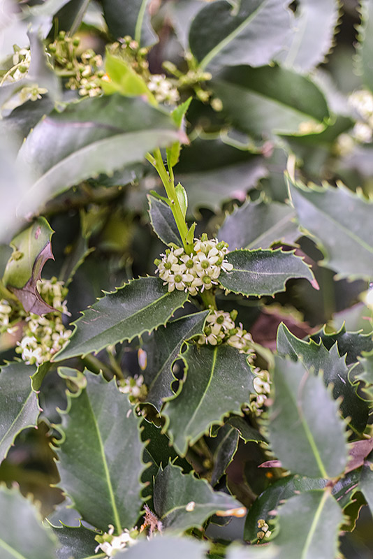 ILEX CASTANEIFOLIA, AQUIFOLIACEAE, AGRIFOGLIO A FOGLIE DI CASTAGNO - 0380