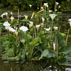 ZANTEDESCHIA AETHIOPICA, CALLA, ARACEAE - 1428
