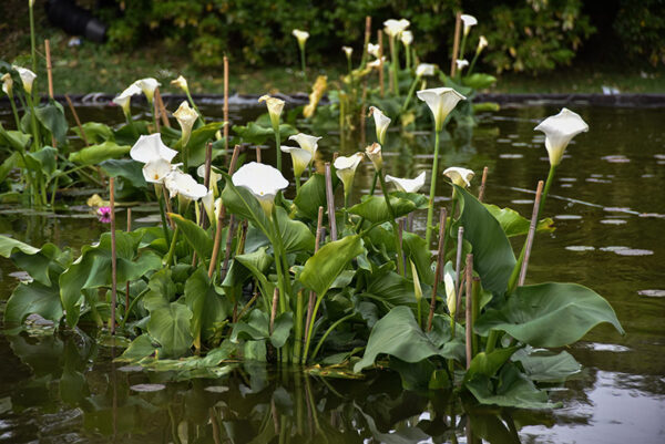 ZANTEDESCHIA AETHIOPICA, CALLA, ARACEAE - 1428