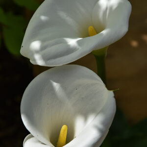 ZANTEDESCHIA AETHIOPICA, CALLA, ARACEAE - 1582