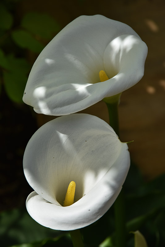 ZANTEDESCHIA AETHIOPICA, CALLA, ARACEAE - 1582