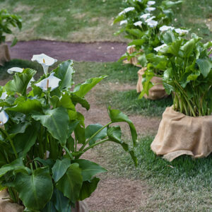 ZANTEDESCHIA AETHIOPICA, CALLA, ARACEAE - 2083
