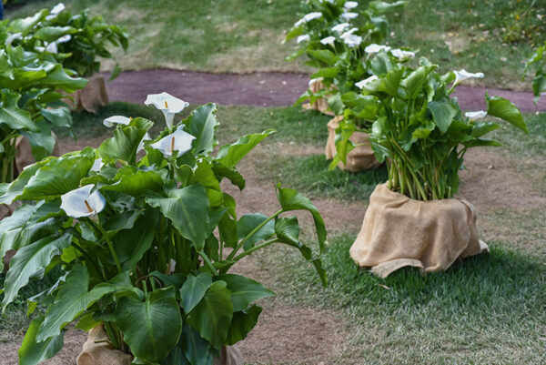 ZANTEDESCHIA AETHIOPICA, CALLA, ARACEAE - 2083