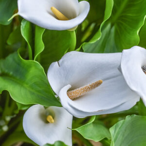 ZANTEDESCHIA AETHIOPICA, CALLA, ARACEAE - 2085