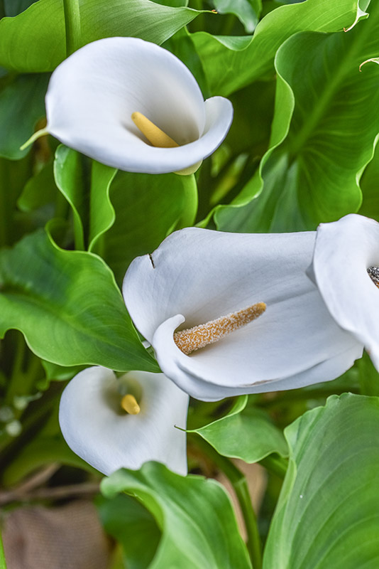 ZANTEDESCHIA AETHIOPICA, CALLA, ARACEAE - 2085