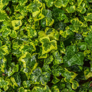 HEDERA HELIX, CAVENDISH, EDERA CULTIVAR, ARALIACEAE - 1198