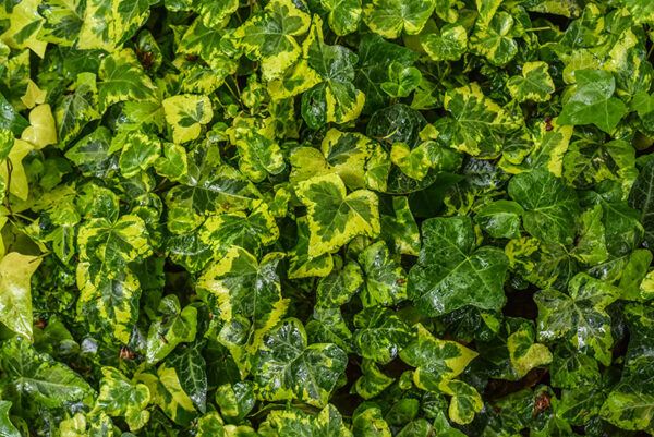 HEDERA HELIX, CAVENDISH, EDERA CULTIVAR, ARALIACEAE - 1198