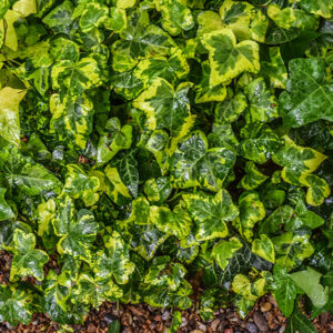 HEDERA HELIX, CAVENDISH, EDERA CULTIVAR, ARALIACEAE - 1199