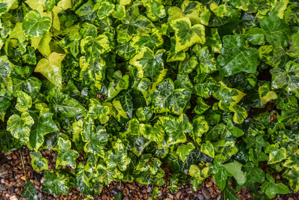 HEDERA HELIX, CAVENDISH, EDERA CULTIVAR, ARALIACEAE - 1199