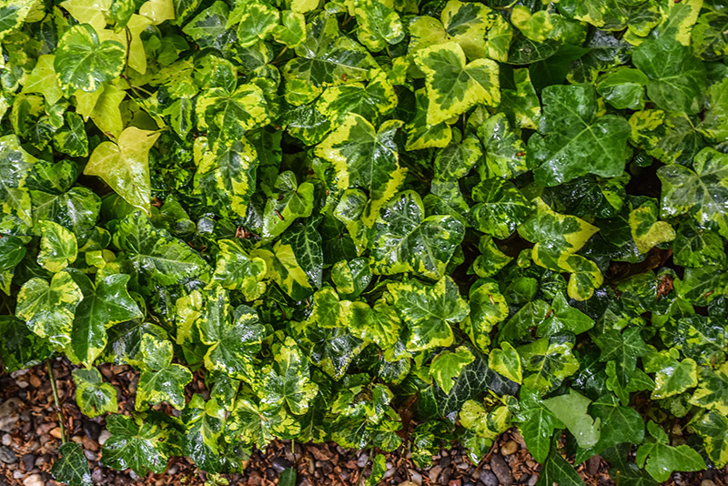 HEDERA HELIX, CAVENDISH, EDERA CULTIVAR, ARALIACEAE - 1199 - immagine 1