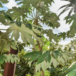 TETRAPANAX PAPYRIFER, ARALIACEAE, CHINA MERIDIONALE, TAIWAN - 2255