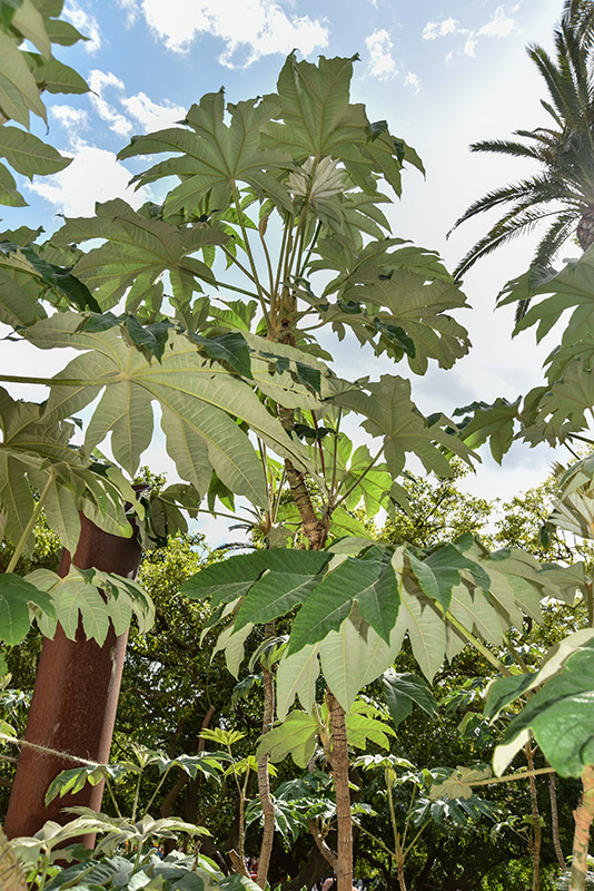 TETRAPANAX PAPYRIFER, ARALIACEAE, CHINA MERIDIONALE, TAIWAN - 2255