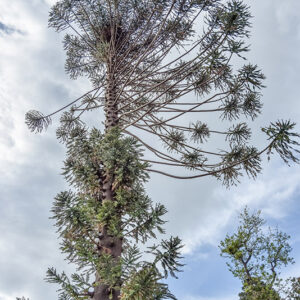 ARAUCARIA BIDWILLII, ARAUCARIACEAE, AUSTRALIA, QUEENSLAND - 2299