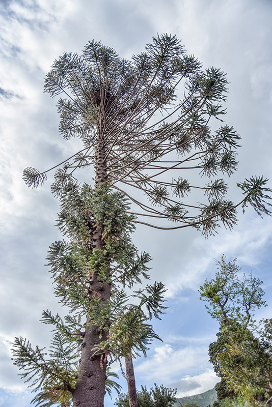 ARAUCARIA BIDWILLII, ARAUCARIACEAE, AUSTRALIA, QUEENSLAND - 2299