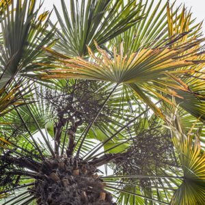 TRACHYCARPUS FORTUNEI, PALMA CINESE, WINDMILL PALM, CINA BIRMANIA, ARECACEAE - 0159
