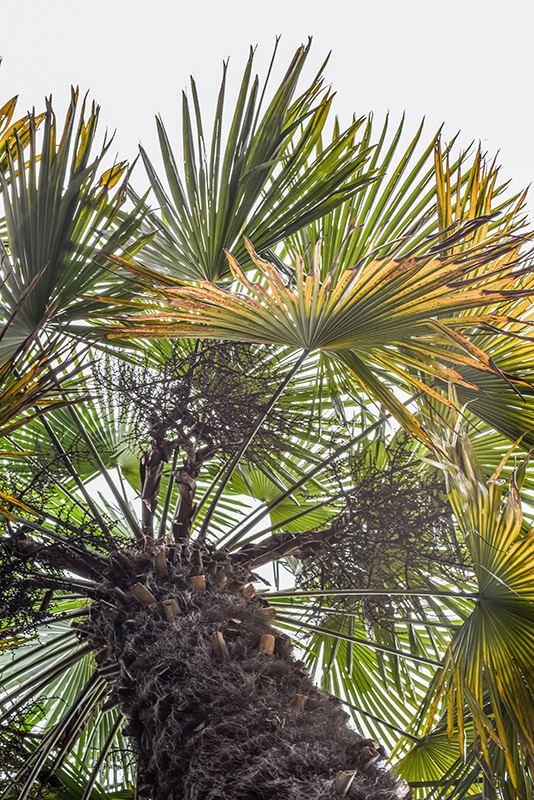 TRACHYCARPUS FORTUNEI, PALMA CINESE, WINDMILL PALM, CINA BIRMANIA, ARECACEAE - 0159