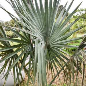 BISMARCKIA NOBILIS, ARECAEAE, MADAGASCAR - 1355