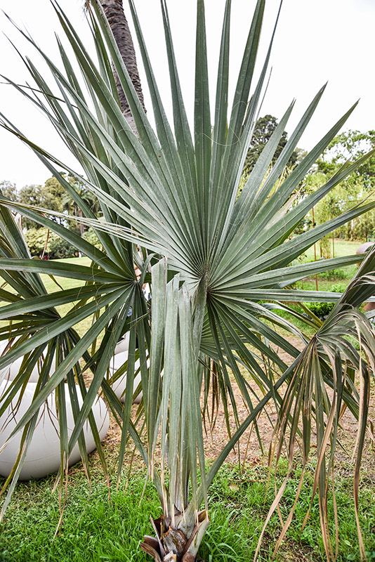 BISMARCKIA NOBILIS, ARECAEAE, MADAGASCAR - 1355
