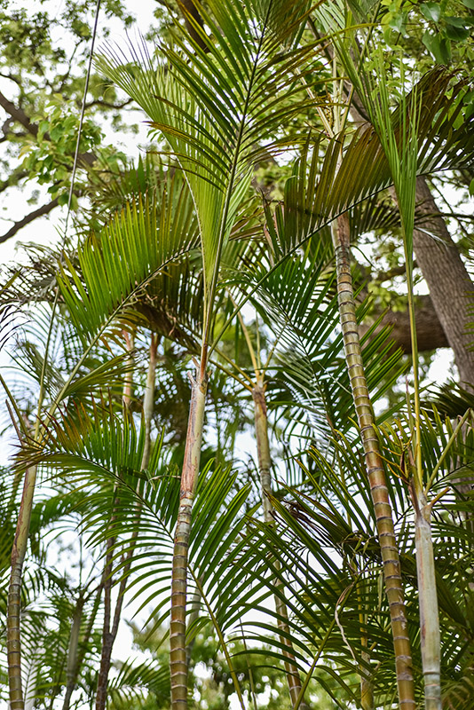 CHRYSALIDOCARPUS LUTESCENS, DYPSIS LUTESCENS - ARECA, ARECACEAE, TROPICI - 1415