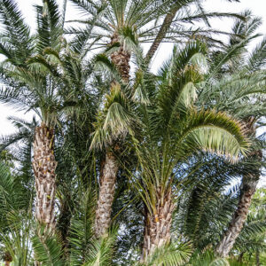 PHOENIX DACTYLIFERA, PALMA DA DATTERI, ARECACEAE, AFRICA SETTENTRIONALE, MEDIO ORIENTE - 1419