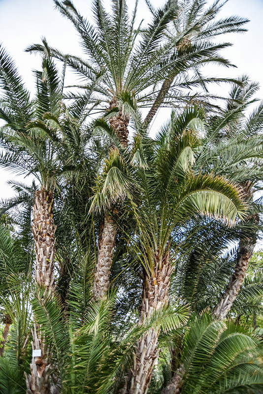 PHOENIX DACTYLIFERA, PALMA DA DATTERI, ARECACEAE, AFRICA SETTENTRIONALE, MEDIO ORIENTE - 1419