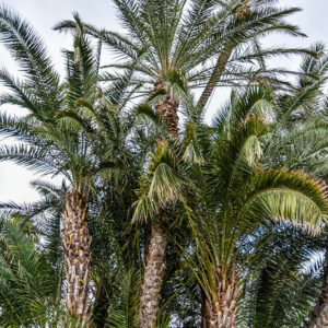 PHOENIX DACTYLIFERA, PALMA DA DATTERI, ARECACEAE, AFRICA SETTENTRIONALE, MEDIO ORIENTE - 1420