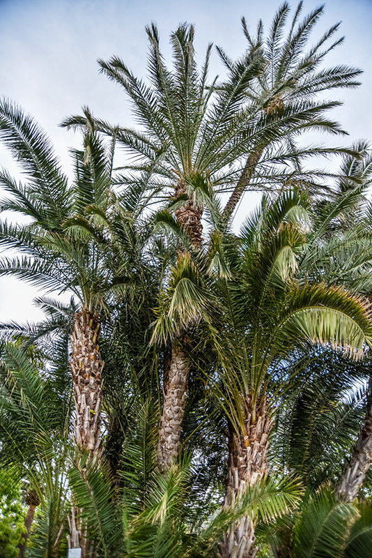 PHOENIX DACTYLIFERA, PALMA DA DATTERI, ARECACEAE, AFRICA SETTENTRIONALE, MEDIO ORIENTE - 1420