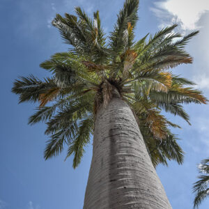 JUBAEA CHILENSIS, PALMA GIGANTE DEL CHILE, ARECACEAE, CHILE - 1530