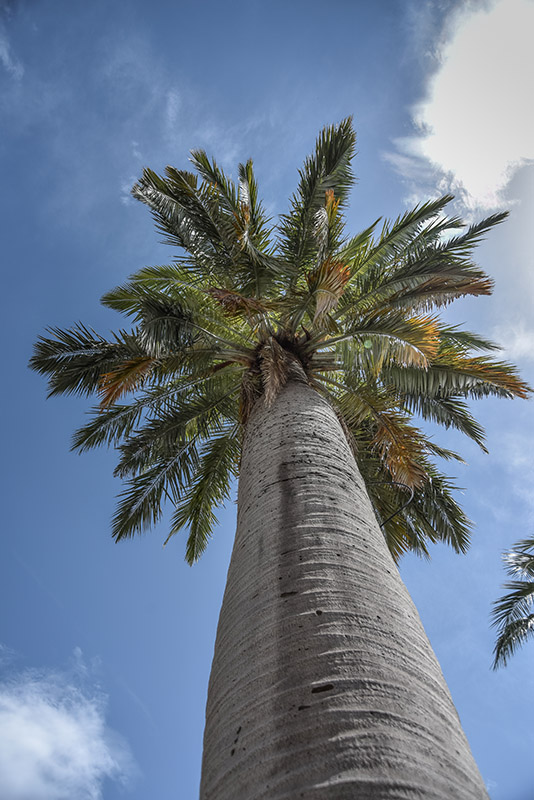 JUBAEA CHILENSIS, PALMA GIGANTE DEL CHILE, ARECACEAE, CHILE - 1530