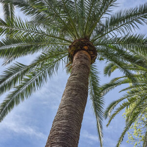 PHOENIX CANARIENSIS, PALMA DELLE CANARIE, ARECACEAE, CANARIE - 2136