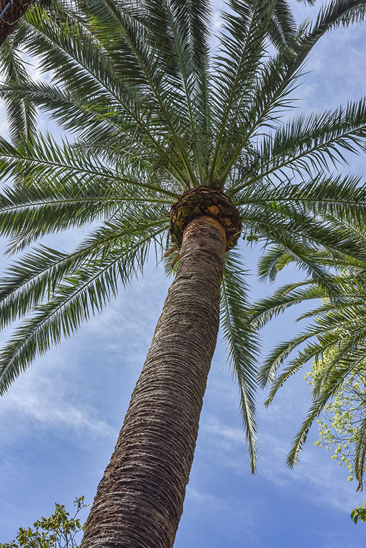 PHOENIX CANARIENSIS, PALMA DELLE CANARIE, ARECACEAE, CANARIE - 2136