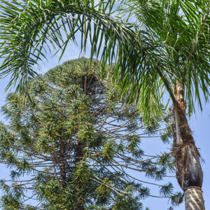 PALMA REGINA, SYAGRUS ROMANZOFFIANA, ARECACEAE, BRASILE - 2138