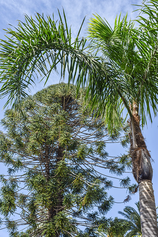 PALMA REGINA, SYAGRUS ROMANZOFFIANA, ARECACEAE, BRASILE - 2138